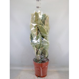 Ficus elastica 'Tineke'