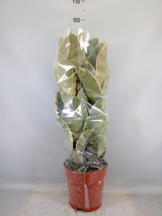 <h4>Ficus elastica 'Tineke'</h4>