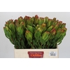 Leucadendron Laurel Yellow