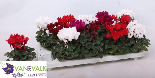 <h4>CYCL KL METIS P9</h4>