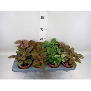 Hypoestes phyllo. 'Confetti C' .mix