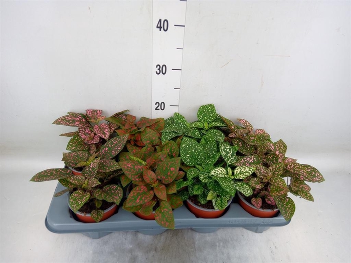 <h4>Hypoestes phyllo. 'Confetti C' .mix</h4>
