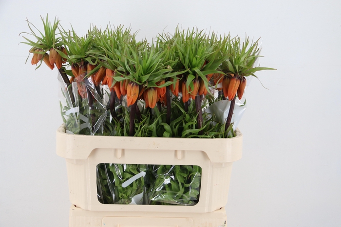 <h4>FRIT IM GARLANT STAR</h4>