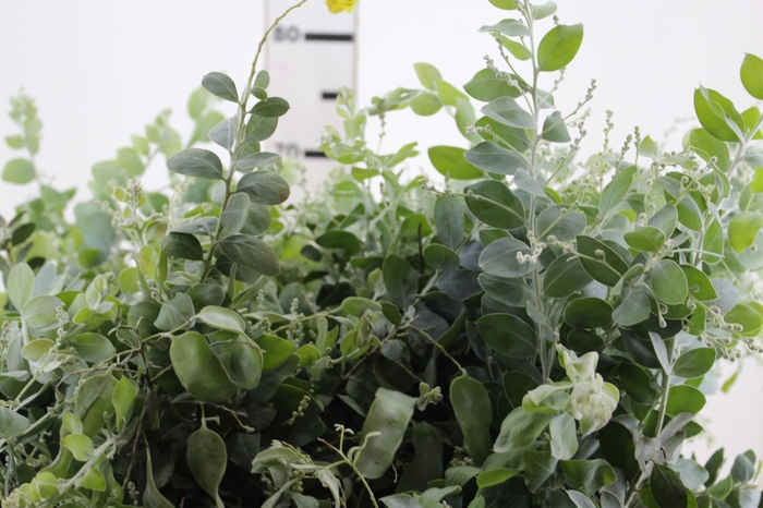 <h4>FOLHAGEM ACACIA</h4>