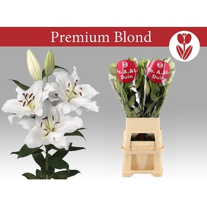 LI OR PREMIUM BLOND