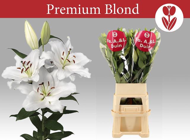 <h4>LI OR PREMIUM BLOND</h4>