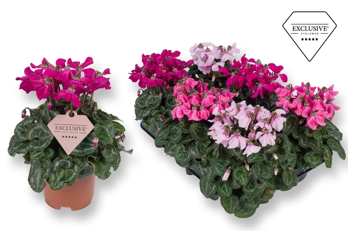 <h4>Cyclamen Exclusive® Petticoat Mix</h4>