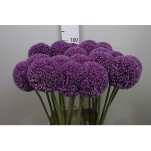 Allium Giganteum
