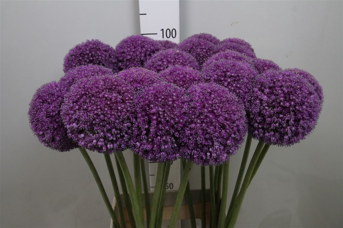 <h4>Allium Giganteum</h4>