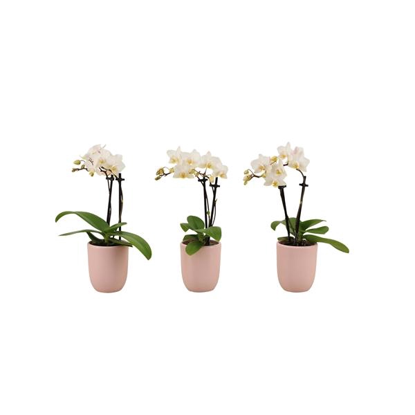 <h4>Hugo Silver Pink Tiny Dolls Wit 2T12+ Aqu@</h4>