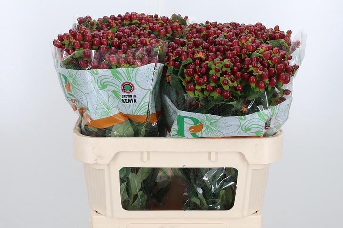 <h4>Hyp Mag Seasons</h4>