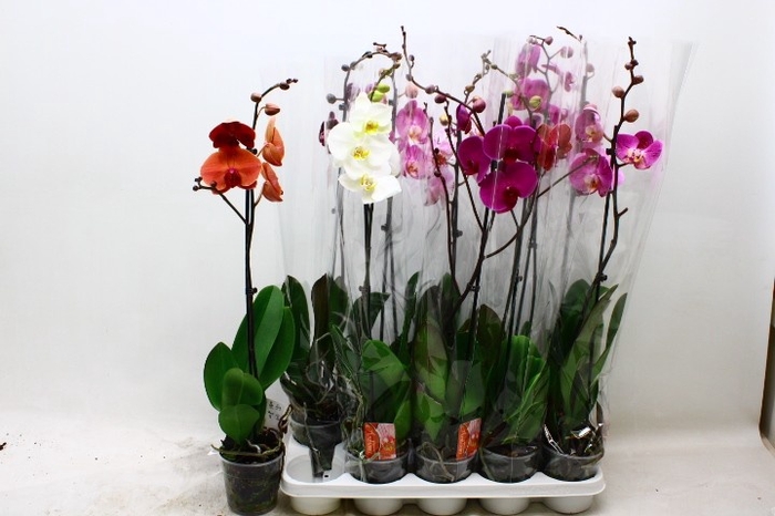<h4>PHAL GEM</h4>