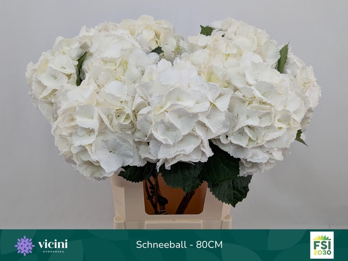 <h4>Hydrangea 'Schneeball' 21cm</h4>