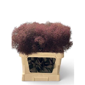 COTINUS C MAGICAL RED TORCH