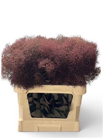 <h4>COTINUS C MAGICAL RED TORCH</h4>