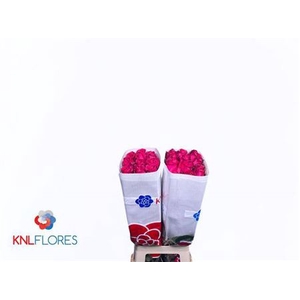 Rosa a grande fleur Full Monty!