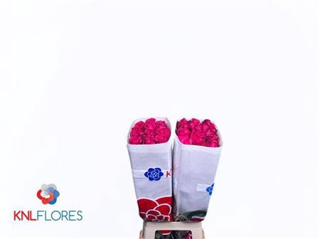 <h4>Rosa a grande fleur Full Monty!</h4>
