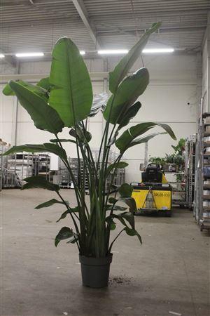 <h4>Strelitzia Nicolai 5pp</h4>