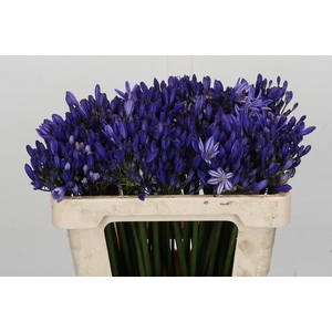 Agapanthus Eyfori Blue