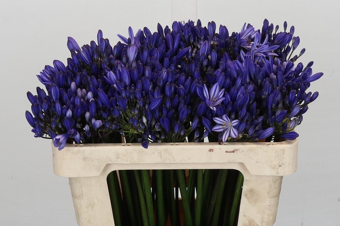 <h4>Agapanthus Eyfori Blue</h4>