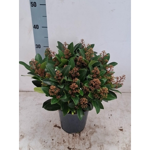Rubella 17 cm 20+ bloem