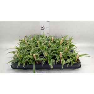 Chlorophytum com. 'Ocean'