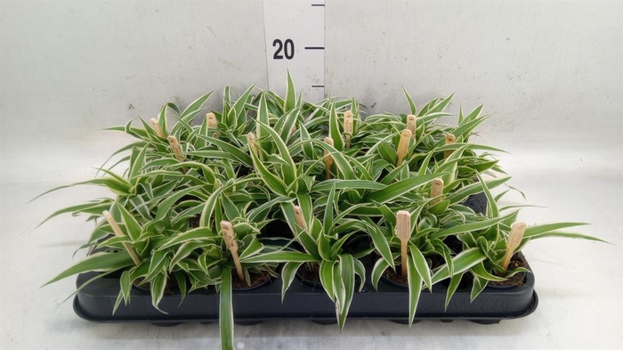 <h4>Chlorophytum com. 'Ocean'</h4>