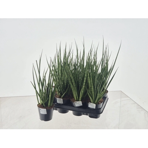 SANSEV CYLINDRICA OV