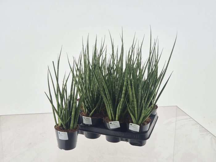 <h4>SANSEV CYLINDRICA OV</h4>