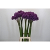 Allium Gladiator