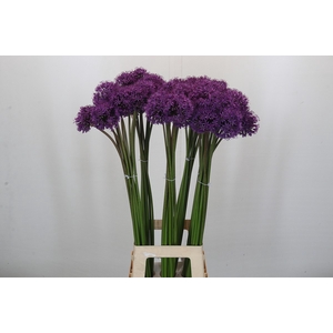 Allium Gladiator