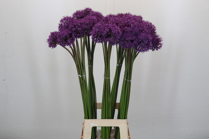 Allium Gladiator