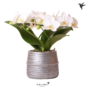 Kolibri Orchids Phalaenopsis Halo white in Groove pot silver