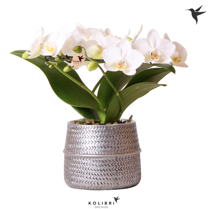 <h4>Kolibri Orchids Phalaenopsis Halo white in Groove pot silver</h4>