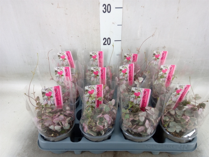 <h4>Ceropegia woodii 'Variegata'</h4>