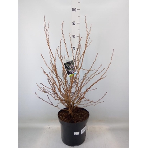 Prunus incisa 'Kojou-no-mai'