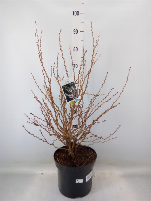 <h4>Prunus incisa 'Kojou-no-mai'</h4>