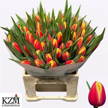 <h4>Tu En Tarzan Super!!</h4>