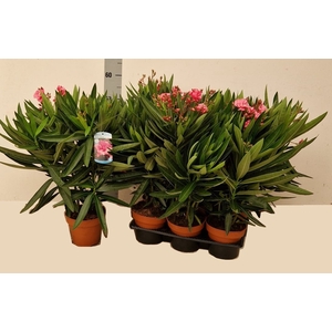 NERI OLEANDER