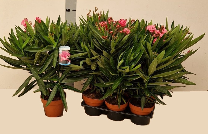 <h4>NERI OLEANDER</h4>