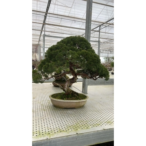 Juniperus chinensis , 45 cm., height 80cm. (single item)