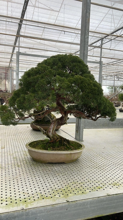 <h4>Juniperus chinensis , 45 cm., height 80cm. (single item)</h4>