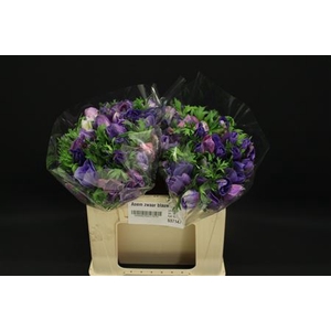 Anem Zwaar Blauw