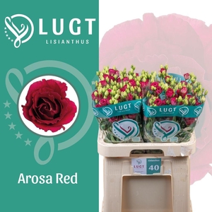 Lisianthus do arosa red