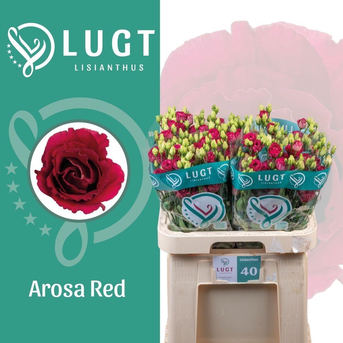 <h4>Lisianthus do arosa red</h4>