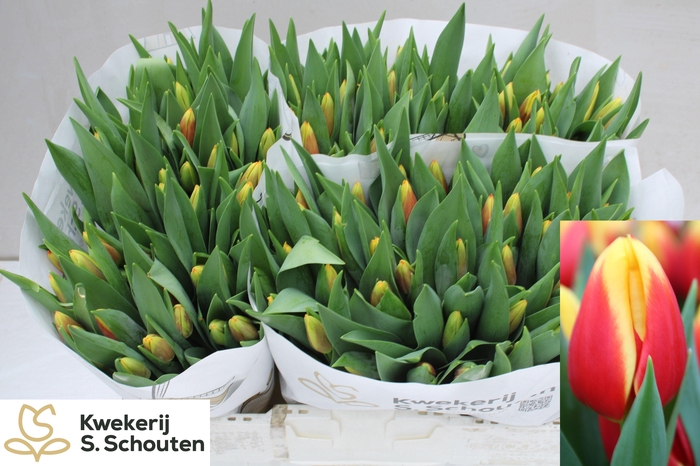 <h4>TU EN STAY STRONG</h4>