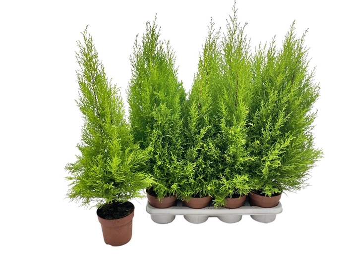 <h4>CUPR MA GOLDC WILMA</h4>