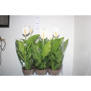 Spath Sweet Silvio 2+ P17