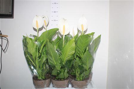 Spath Sweet Silvio 2+ P17