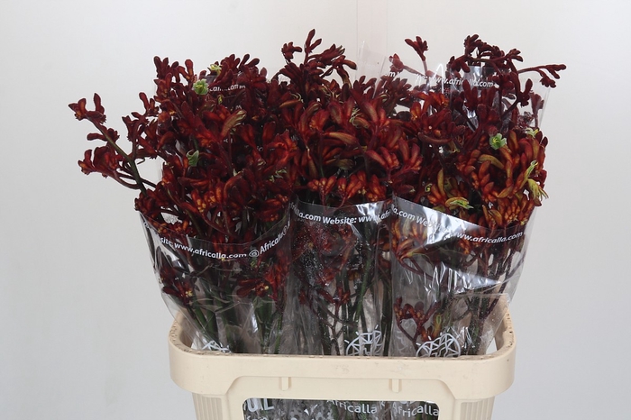 <h4>Anigozanthos Early Spring</h4>
